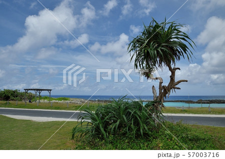 青空 海 アダン 南国離島の風景 57003716