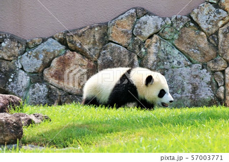 和歌山県 パンダの赤ちゃんの写真素材