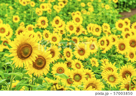 三ノ倉高原のひまわり　福島喜多方 57003850