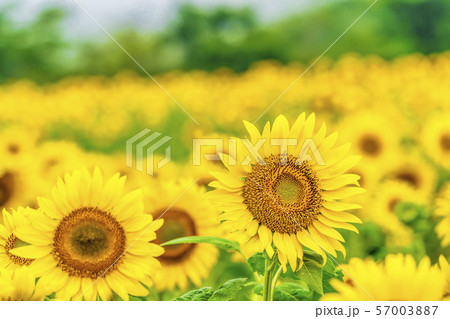 三ノ倉高原のひまわり　福島喜多方 57003887