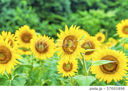 三ノ倉高原のひまわり　福島喜多方 57003896