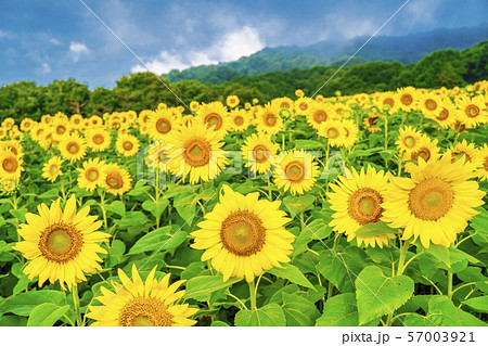 8月の画像素材 ピクスタ