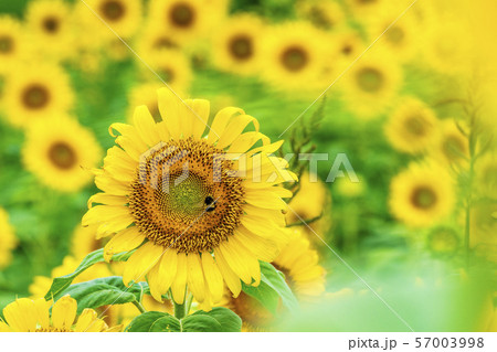 三ノ倉高原のひまわり　福島喜多方 57003998