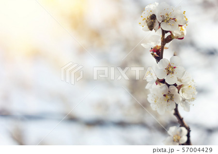 blooming sprigs of cherry in 57004429