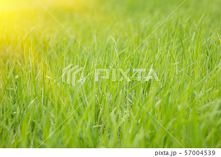 green grass with sunshine, natural green grass with sunshine, natural 57004539