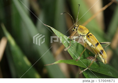 生き物　昆虫　フタオビミドリトラカミキリ、ウグイス色かくすんだ萌黄色？微妙な色合いが美しい 57004671