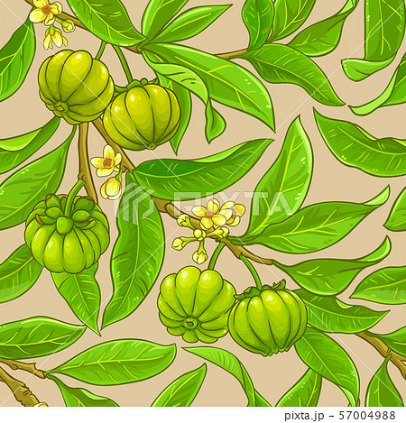 garcinia branches vector pattern garcinia branches vector pattern 57004988