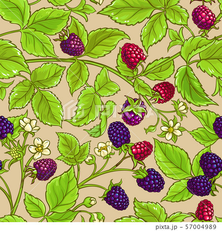 boysenberry vector pattern 57004989