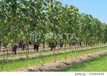 ワイン用ブドウ畑 植えつけ2年目の若いメルロー ワイン用ブドウ畑 植えつけ2年目の若いメルロー 57005056