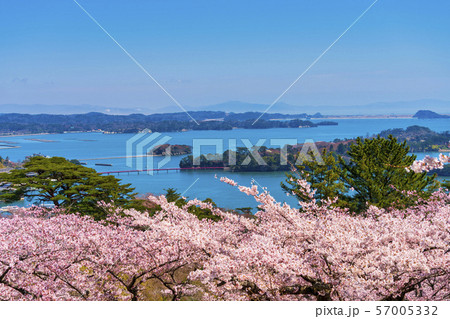 宮城松島　西行戻しの松公園からの風景　さくら 57005332