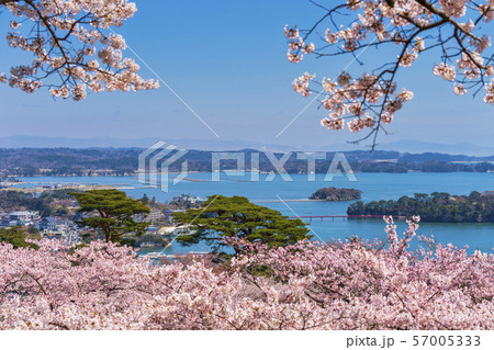 宮城松島 西行戻しの松公園からの風景 さくら 宮城松島 西行戻しの松公園からの風景 さくら 57005333