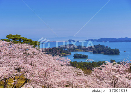 宮城松島　西行戻しの松公園からの風景　さくら 57005353