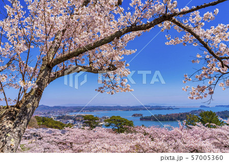 宮城松島 西行戻しの松公園からの風景 さくら 宮城松島 西行戻しの松公園からの風景 さくら 57005360