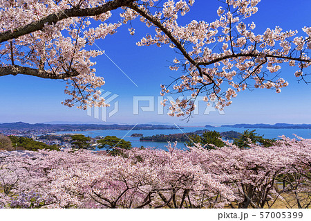 宮城松島　西行戻しの松公園からの風景　さくら 57005399