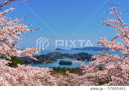 宮城松島　西行戻しの松公園からの風景　さくら 57005401