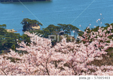 宮城松島　西行戻しの松公園からの風景　さくら 57005403