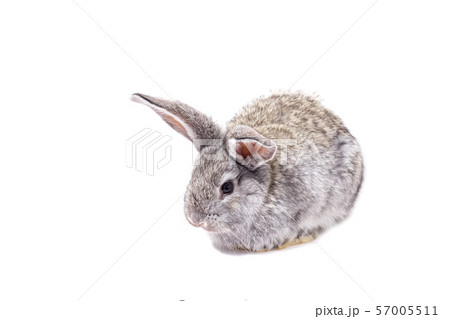 grey rabbit isolate, beautiful decorative grey rabbit isolate, beautiful decorative 57005511