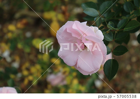 薔薇の品種、アスピリンローズ 薔薇の品種、アスピリンローズ 57005538