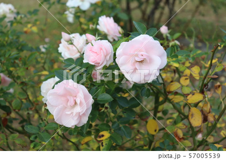 薔薇の品種、アスピリンローズ 57005539