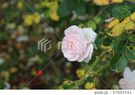 薔薇の品種、アスピリンローズ 57005541