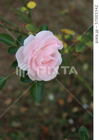 薔薇の品種、アスピリンローズ 薔薇の品種、アスピリンローズ 57005542