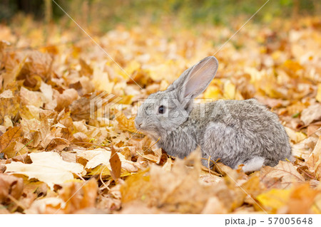 a grey rabbit in yellow 57005648
