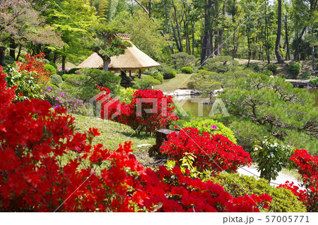 広島縮景園の躑躅 広島縮景園の躑躅 57005771