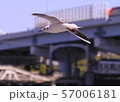 隅田川の上を羽ばたく鳥、 57006181