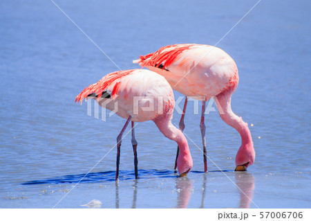 Laguna Hedionda flamingos, Bolivia 57006706