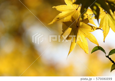 紅葉の風景 紅葉の風景 57006899