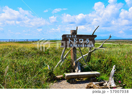 トドワラ トドワラ 57007038