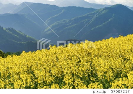 三ノ倉高原花畑　菜の花　福島喜多方 57007217