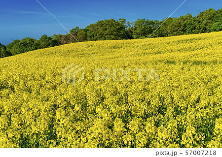 三ノ倉高原花畑　菜の花　福島喜多方 57007218