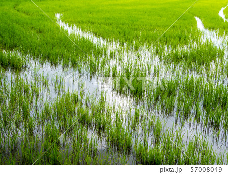 Green and freshness of rice field scenery Green and freshness of rice field scenery 57008049
