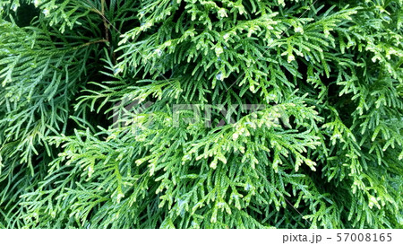 Conifer texture, thuja leaves closeup green nature 57008165
