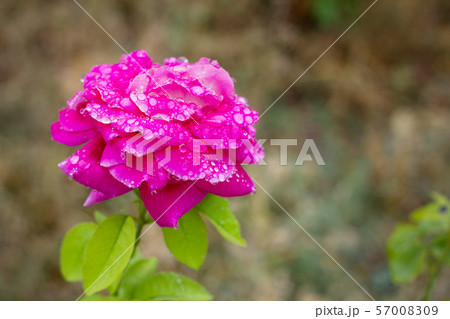 red rose with water droplets 57008309
