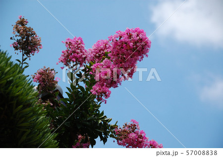 百日紅 百日紅 57008838