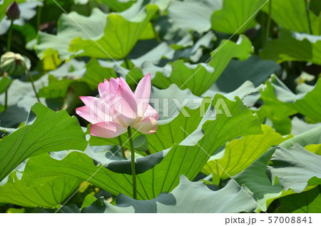 蓮の花 57008841