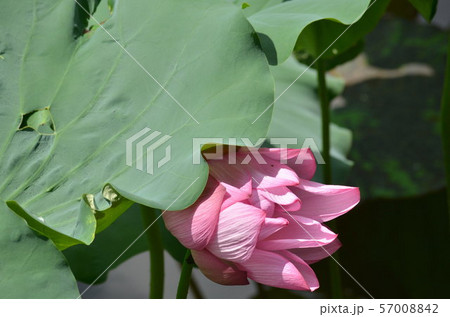 ハスの花 57008842