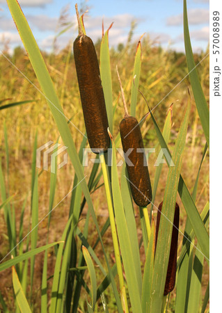 Reedmace, cat - tail, bulrush, swamp sausage, punks, typha angustifolia 57008989