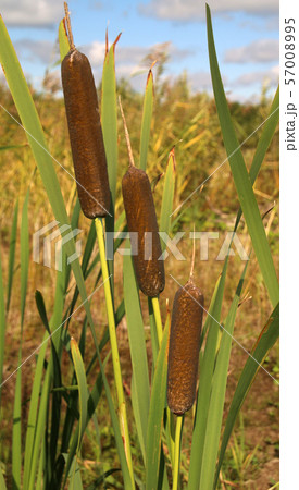 Reedmace, cat - tail, bulrush, swamp sausage, punks, typha angustifolia Reedmace, cat - tail, bulrush, swamp sausage, punks, typha angustifolia 57008995
