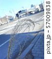 路傍の枯れた草 57009838