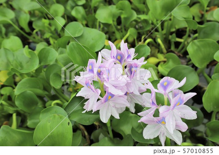 本薬師寺のホテイアオイ 本薬師寺のホテイアオイ 57010855