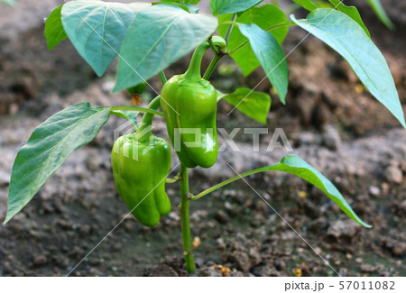 Green sweet peppers on a branch growing on the ground 57011082