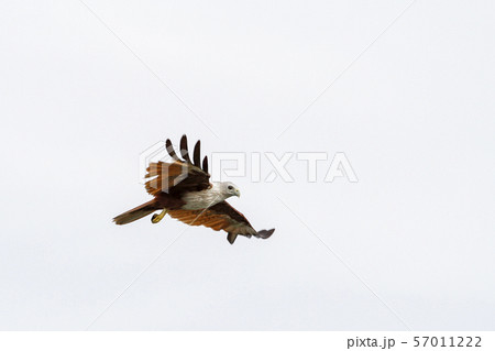 Red eagle on the Sky in nature at thailand 57011222