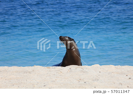 アザラシ 57011347