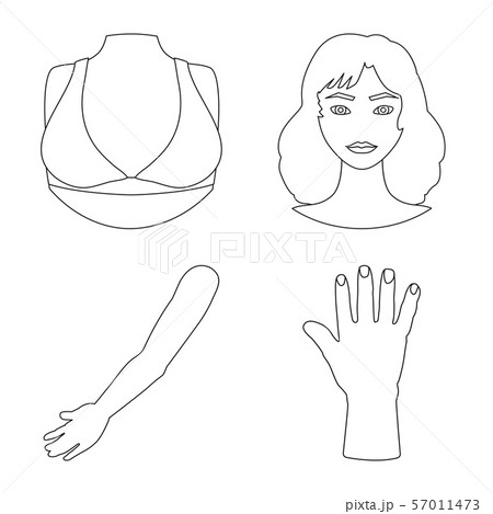Vector illustration of body and part sign. Set of body and anatomy stock vector illustration. 57011473