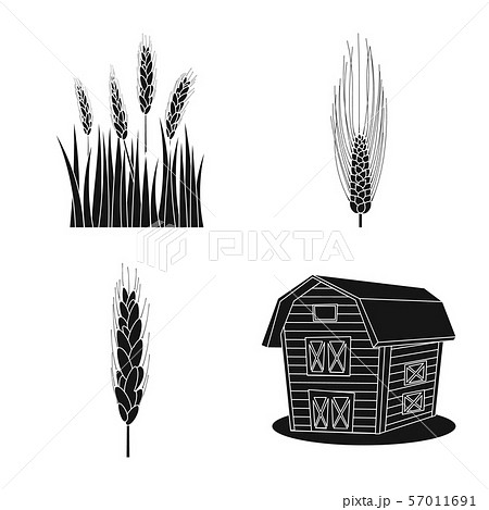 Isolated object of rye and plant symbol. Collection of rye and corn vector icon for stock. 57011691