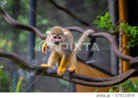 Squirrel monkey, Saimiri oerstedii, sitting on the 57011959