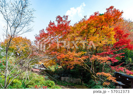 日向大神宮境内の紅葉 57012373